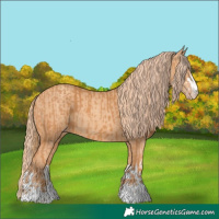 Horse Color:Chestnut  and Gold Champagne 