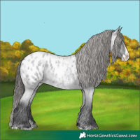 Horse Color:Blue Roan Splash Appaloosa 
