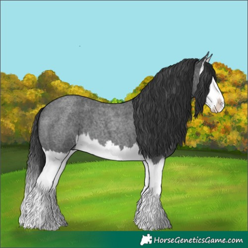 Horse Color:Blue Roan Splash