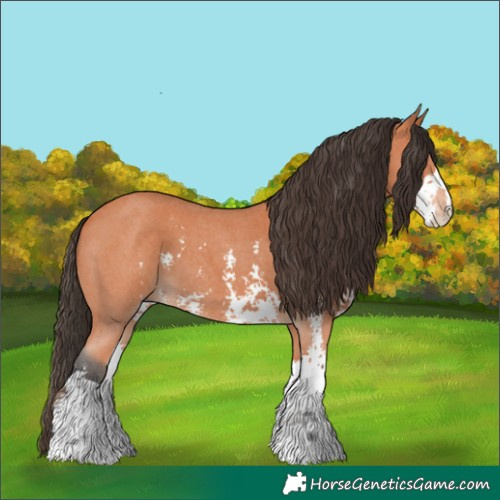 Horse Color:Bay Sabino