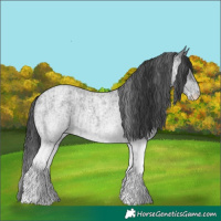 Horse Color:White Spotted Blue Roan Rabicano  and White Spotted Blue Roan Rabicano 