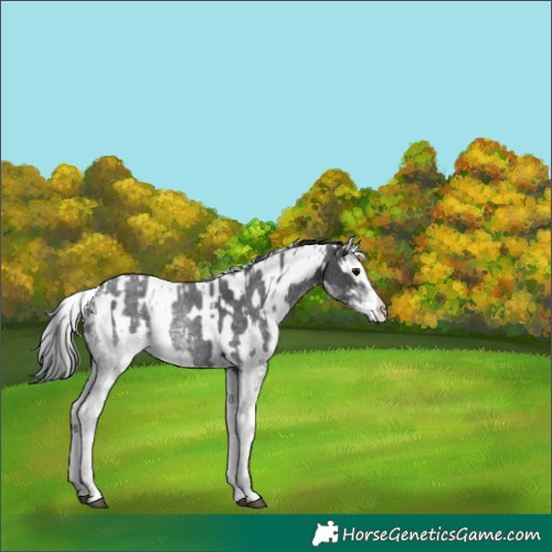 Horse Color:White Spotted Blue Roan Rabicano  and White Spotted Blue Roan Leopard Rabicano 