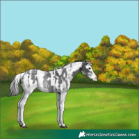 Horse Color:White Spotted Blue Roan Rabicano  and White Spotted Blue Roan Leopard Rabicano 
