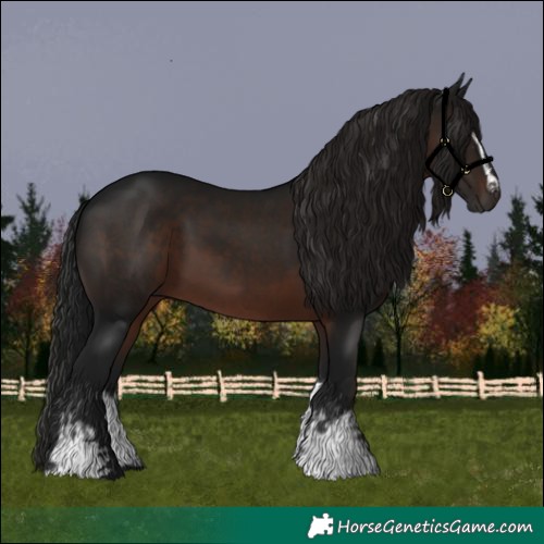 Horse Color:Gray White Spotted Brown