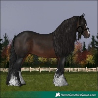 Horse Color:Gray White Spotted Brown 
