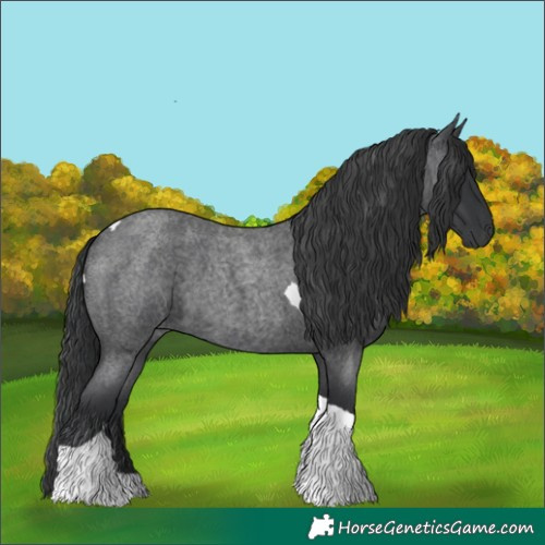 Horse Color:Blue Roan Tobiano 