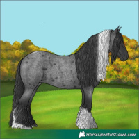 Horse Color:Blue Roan Tobiano 