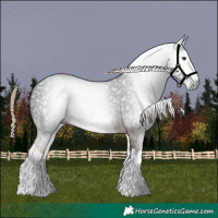 Horse Color:Gray White Spotted Liver Chestnut 