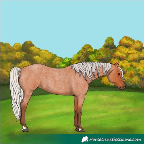 Horse Color:Silver Bay Roan 