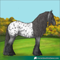 Horse Color:Blue Roan Appaloosa 