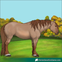 Horse Color:Red Dun
