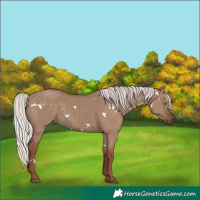 Horse Color:White Spotted Silver Grullo Rabicano