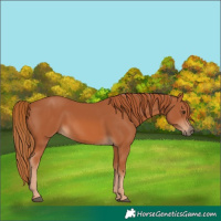 Horse Color:Chestnut 
