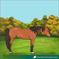 Horse Color:Bay 