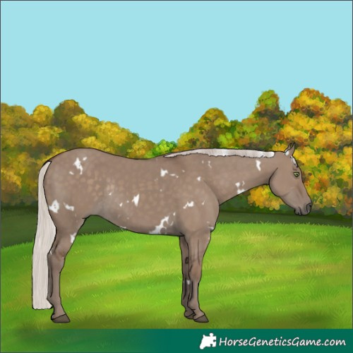 Horse Color:White Spotted Silver Grullo Rabicano 