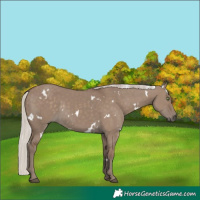 Horse Color:White Spotted Silver Grullo Rabicano 