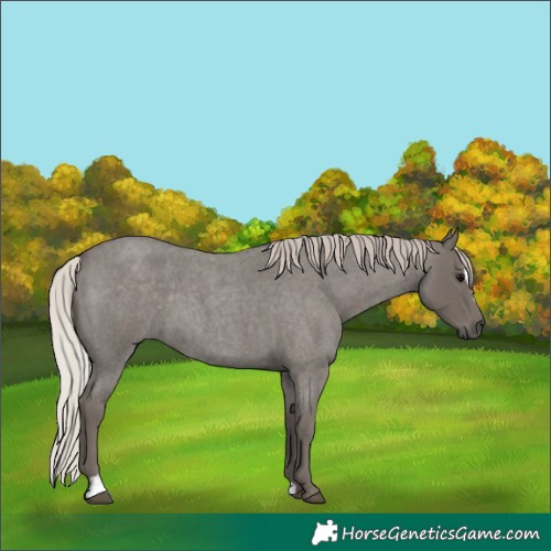 Horse Color:Silver Blue Roan Sabino