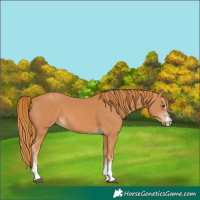 Horse Color:Chestnut 