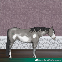 Horse Color:Grullo Sabino Frame Rabicano