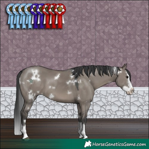 Horse Color:White Spotted Grullo Splash