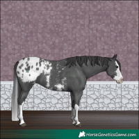Horse Color:Black Sabino Splash Appaloosa 