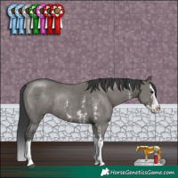 Horse Color:Grullo Sabino Splash Rabicano