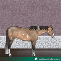 Horse Color:White Spotted Brown Dun Sabino Splash Rabicano