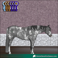 Horse Color:White Spotted Black Sabino Rabicano 