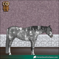 Horse Color:White Spotted Black Sabino Rabicano 