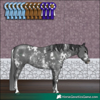 Horse Color:White Spotted Black Sabino Rabicano 
