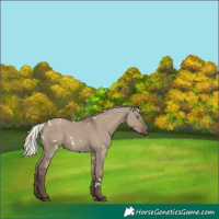 Horse Color:White Spotted Silver Grullo Rabicano
