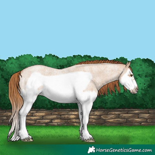 Horse Color:Red Dun Roan Splash Frame Rabicano 