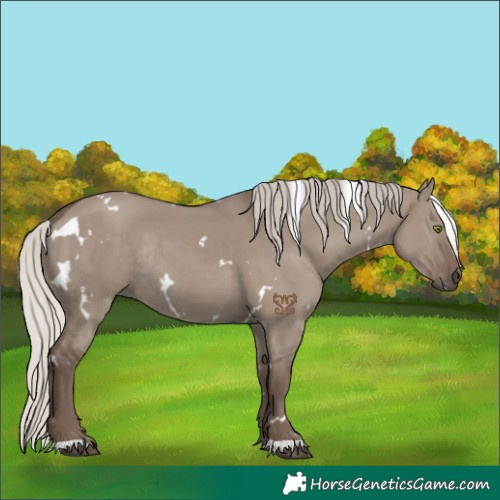 Horse Color:White Spotted Silver Grullo Rabicano 