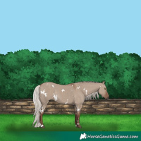 Horse Color:White Spotted Silver Grullo Rabicano