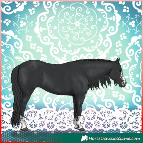 Horse Color:Black and Black