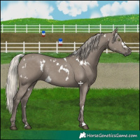 Horse Color:White Spotted Silver Grullo Rabicano 