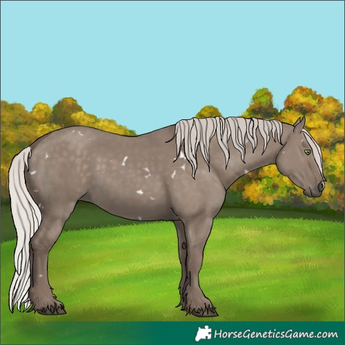 Horse Color:White Spotted Silver Grullo Rabicano
