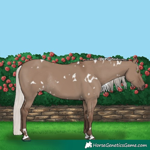 Horse Color:White Spotted Silver Grullo Rabicano 