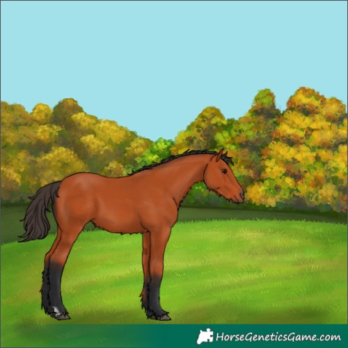 Horse Color:Bay 