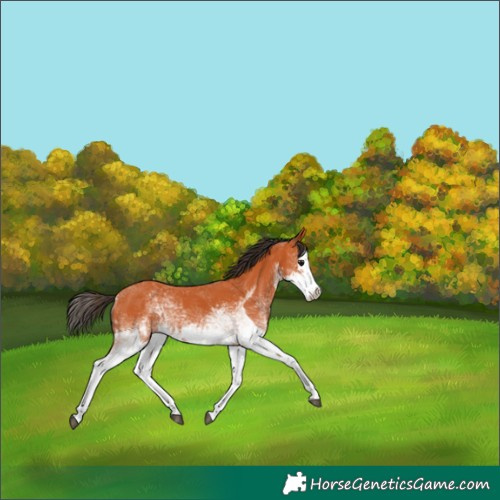 Horse Color:White Spotted Bay Splash  and White Spotted Bay Splash 