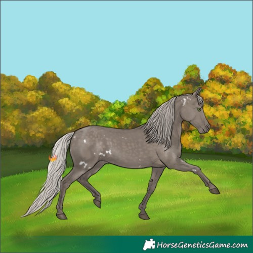 Horse Color:White Spotted Silver Grullo Rabicano 