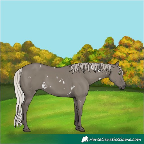 Horse Color:White Spotted Silver Grullo Rabicano 