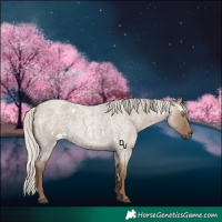 Horse Color:White Spotted Silver Grullo Roan Rabicano 