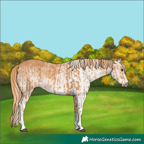 Horse Color:Chestnut  and White Spotted Chestnut 