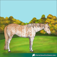 Horse Color:Chestnut  and White Spotted Chestnut 