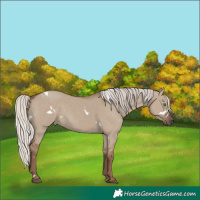 Horse Color:White Spotted Silver Grullo Rabicano 