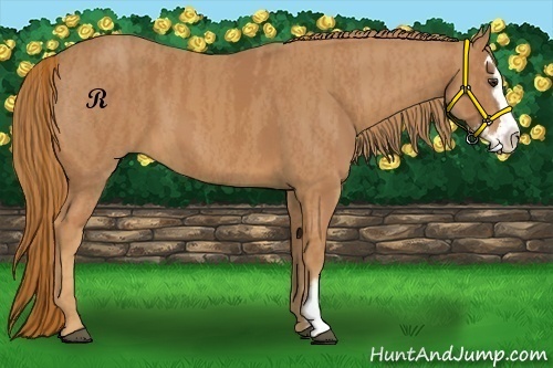 Horse Color:Chestnut Splash Frame  Brindle