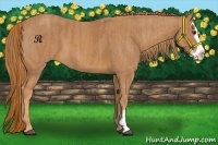 Horse Color:Chestnut Splash Frame Brindle