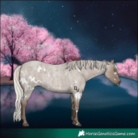Horse Color:White Spotted Silver Grullo Roan Rabicano 