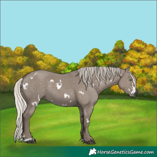 Horse Color:White Spotted Silver Grullo Rabicano 